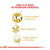 Imagen de ALIMENTO BALANCEADO GATOS SIAMESE  x 1,5 KG